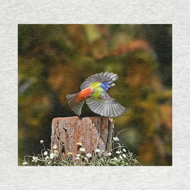 Painted Bunting Bird in Flying by candiscamera